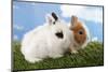 Two Rabbits Bunnies on Green Grass-Richard Peterson-Mounted Photographic Print