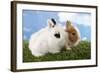 Two Rabbits Bunnies on Green Grass-Richard Peterson-Framed Photographic Print