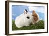 Two Rabbits Bunnies on Green Grass-Richard Peterson-Framed Photographic Print