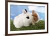 Two Rabbits Bunnies on Green Grass-Richard Peterson-Framed Photographic Print