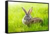 Two Rabbits-icefront-Framed Stretched Canvas