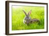 Two Rabbits-icefront-Framed Photographic Print