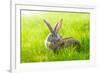 Two Rabbits-icefront-Framed Photographic Print