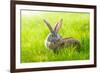 Two Rabbits-icefront-Framed Photographic Print