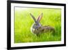 Two Rabbits-icefront-Framed Photographic Print