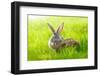 Two Rabbits-icefront-Framed Photographic Print