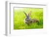 Two Rabbits-icefront-Framed Photographic Print