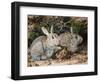 Two Rabbits-John Sherrin-Framed Giclee Print