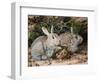 Two Rabbits-John Sherrin-Framed Giclee Print