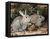 Two Rabbits-John Sherrin-Framed Stretched Canvas