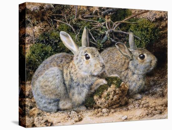 Two Rabbits-John Sherrin-Stretched Canvas