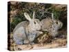 Two Rabbits-John Sherrin-Stretched Canvas