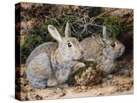 Two Rabbits-John Sherrin-Stretched Canvas