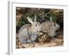 Two Rabbits-John Sherrin-Framed Giclee Print