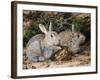 Two Rabbits-John Sherrin-Framed Giclee Print