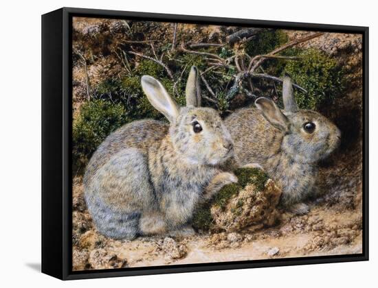 Two Rabbits-John Sherrin-Framed Stretched Canvas