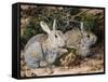 Two Rabbits-John Sherrin-Framed Stretched Canvas