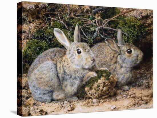 Two Rabbits-John Sherrin-Stretched Canvas