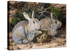 Two Rabbits-John Sherrin-Stretched Canvas