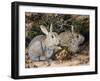 Two Rabbits-John Sherrin-Framed Giclee Print