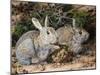 Two Rabbits-John Sherrin-Mounted Giclee Print