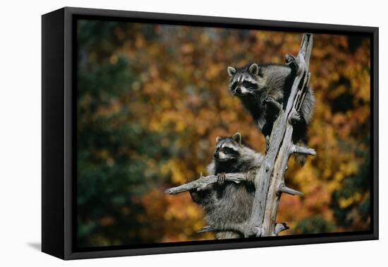 Two Raccoons in a Tree Snag-W. Perry Conway-Framed Stretched Canvas