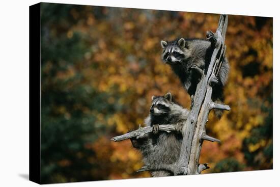 Two Raccoons in a Tree Snag-W. Perry Conway-Stretched Canvas