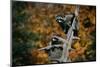 Two Raccoons in a Tree Snag-W. Perry Conway-Mounted Premium Photographic Print