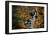 Two Raccoons in a Tree Snag-W. Perry Conway-Framed Photographic Print