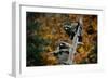 Two Raccoons in a Tree Snag-W. Perry Conway-Framed Photographic Print