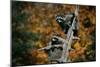 Two Raccoons in a Tree Snag-W. Perry Conway-Mounted Photographic Print