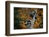 Two Raccoons in a Tree Snag-W. Perry Conway-Framed Photographic Print