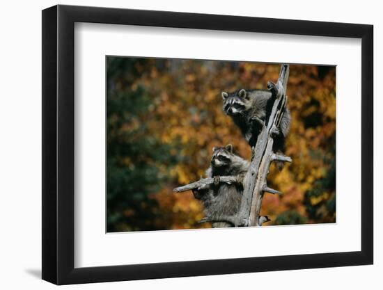 Two Raccoons in a Tree Snag-W. Perry Conway-Framed Photographic Print