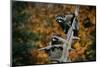 Two Raccoons in a Tree Snag-W. Perry Conway-Mounted Photographic Print