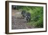 Two Raccoons Walking-Sheila Haddad-Framed Photographic Print