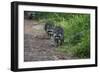 Two Raccoons Walking-Sheila Haddad-Framed Photographic Print