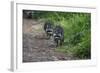 Two Raccoons Walking-Sheila Haddad-Framed Photographic Print