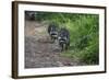 Two Raccoons Walking-Sheila Haddad-Framed Photographic Print