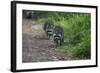 Two Raccoons Walking-Sheila Haddad-Framed Photographic Print