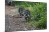 Two Raccoons Walking-Sheila Haddad-Mounted Photographic Print