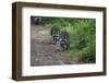 Two Raccoons Walking-Sheila Haddad-Framed Photographic Print