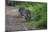 Two Raccoons Walking-Sheila Haddad-Mounted Photographic Print