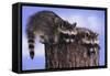 Two Raccoons-DLILLC-Framed Stretched Canvas