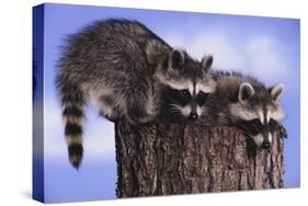 Two Raccoons-DLILLC-Stretched Canvas