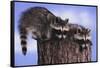 Two Raccoons-DLILLC-Framed Stretched Canvas