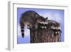 Two Raccoons-DLILLC-Framed Photographic Print