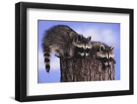 Two Raccoons-DLILLC-Framed Photographic Print