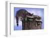 Two Raccoons-DLILLC-Framed Photographic Print