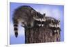 Two Raccoons-DLILLC-Framed Photographic Print