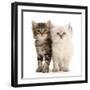 Two Ragdoll-cross kittens, aged 5 weeks-Mark Taylor-Framed Photographic Print